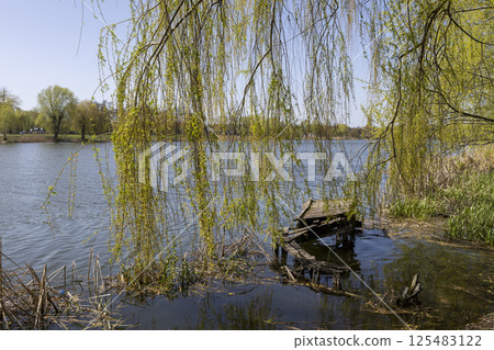 Spring willow on the river bank. destroyed wooden pier Spring willow on the river bank. destroyed wooden pier 125483122
