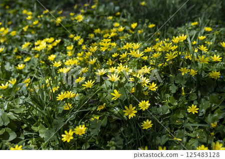 blooming primrose yellow flowers in early spring 125483128