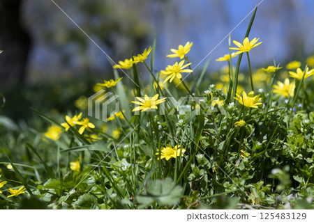 blooming primrose yellow flowers in early spring blooming primrose yellow flowers in early spring 125483129