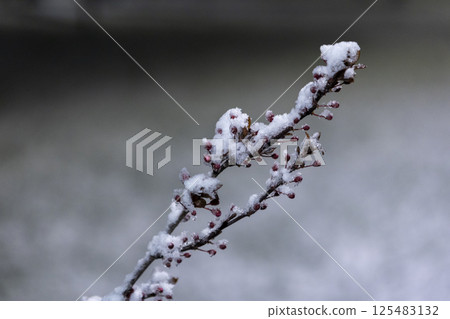 snow-covered branch of spring tree in night park 125483132