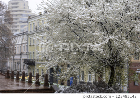 Snow-covered branches of a blossoming spring tree swaying in the wind 125483142
