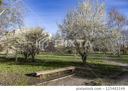 Beautiful blossom tree on a sunny spring day Beautiful blossom tree on a sunny spring day 125483149