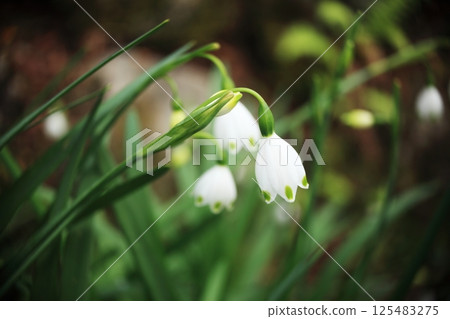 Snowflake white flowers 125483275