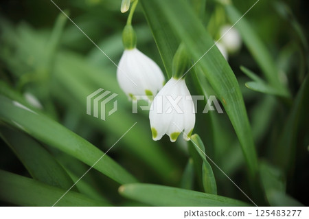 Snowflake white flowers Snowflake white flowers 125483277