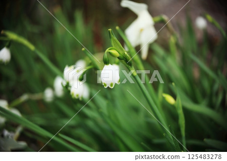 Snowflake white flowers 125483278