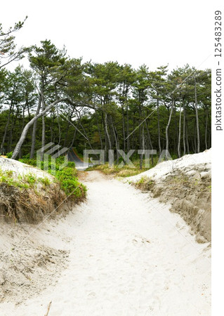 [Hiki City: One of Japan's three largest sand dunes and a wedding photo spot, "Fukiagehama" bamboo forest in the Imada area] 125483289