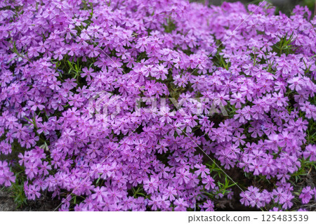 秩父盛開的芝櫻 秩父盛開的芝櫻 125483539