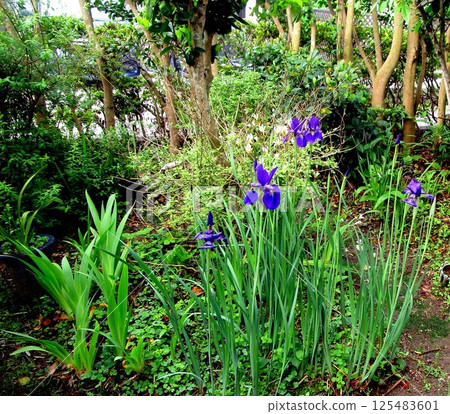 The season of Iris 125483601