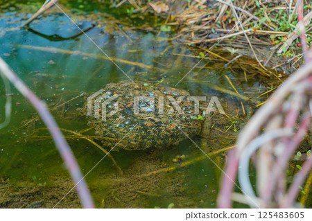 Frog eggs laid in water Frog eggs laid in water 125483605