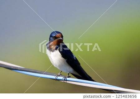 swallow / Japan 125483656
