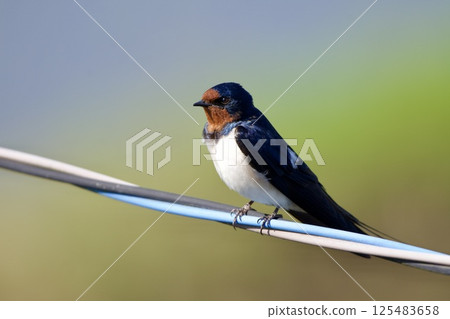 swallow / Japan swallow / Japan 125483658