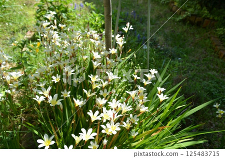 Sparaxis spring in the garden 125483715