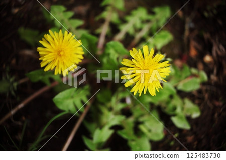 Dandelions blooming in the field 125483730