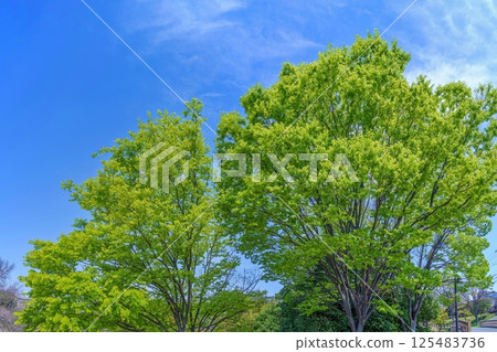 藍天背景下鮮綠嫩葉的場景 125483736