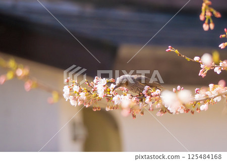 一隻棕耳鵯停在櫻花枝上休息 125484168