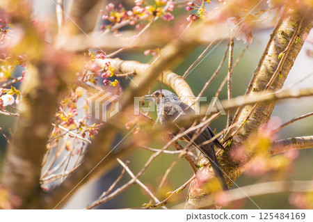 A brown-eared bulbul catches and eats flying insects that gather around cherry blossoms A brown-eared bulbul catches and eats flying insects that gather around cherry blossoms 125484169