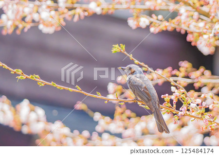 A brown-eared bulbul resting its wings on a cherry blossom branch 125484174