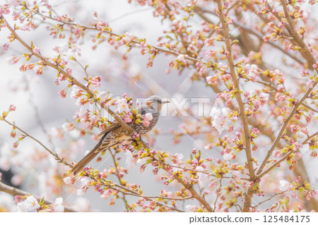 一隻棕耳鵯停在櫻花枝上休息 125484175