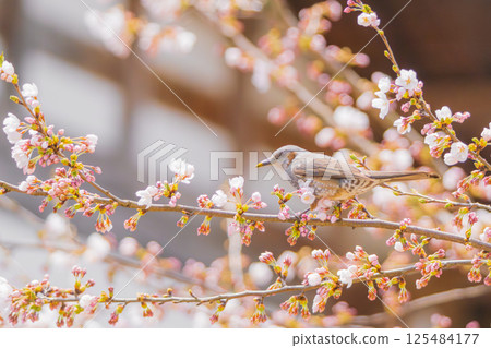 一隻棕耳鵯停在櫻花枝上休息 125484177