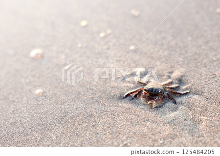 A crab walking on the beach in the morning sun A crab walking on the beach in the morning sun 125484205