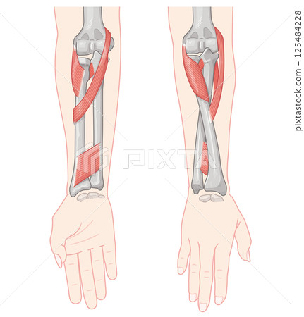 前臂旋前和旋後示意圖 前臂旋前和旋後示意圖 125484228