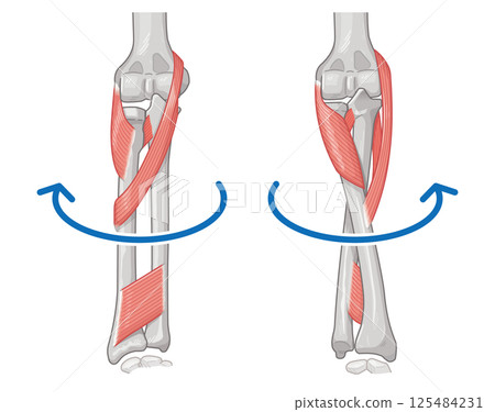 前臂旋前和旋後示意圖 125484231