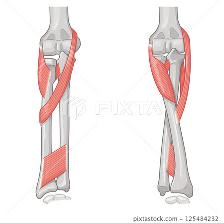 前臂旋前和旋後示意圖 125484232