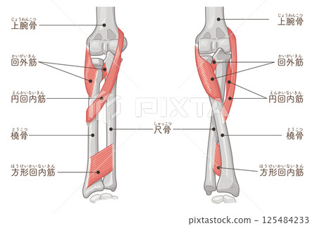 Illustration of forearm pronation and supination 125484233