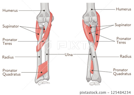 Illustration of forearm pronation and supination 125484234
