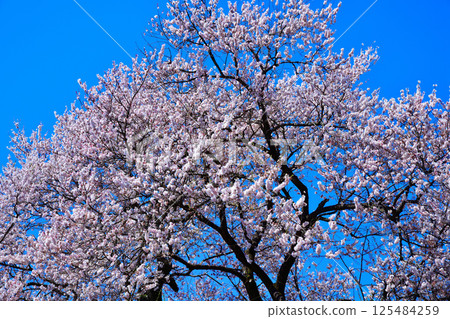 Amida-do Edohigan cherry blossoms in full bloom against the blue sky, Kitamoto City Amida-do Edohigan cherry blossoms in full bloom against the blue sky, Kitamoto City 125484259