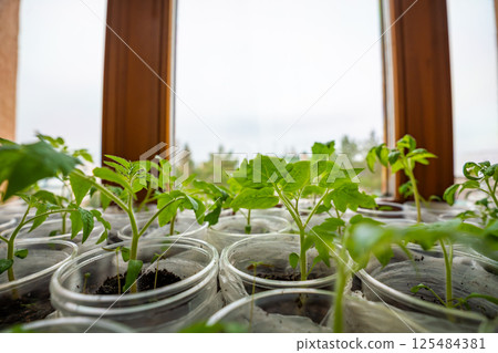 Small seedling pots with young sprouts on a windowsill. Concept of home gardening and vegetable planting preparation. Small seedling pots with young sprouts on a windowsill. Concept of home gardening and vegetable planting preparation. 125484381