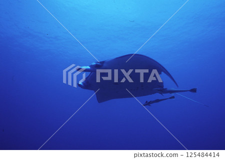 曼塔 曼塔 125484414