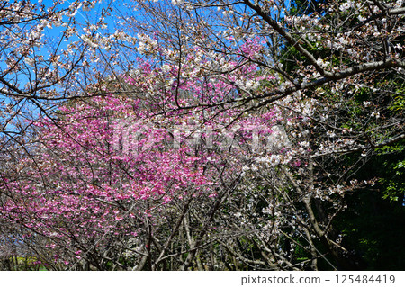 Takao Sakura Park, Kitamoto City Takao Sakura Park, Kitamoto City 125484419