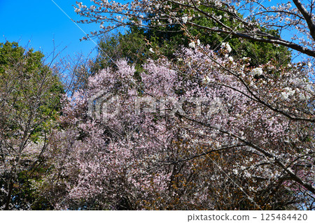 Takao Sakura Park, Kitamoto City Takao Sakura Park, Kitamoto City 125484420