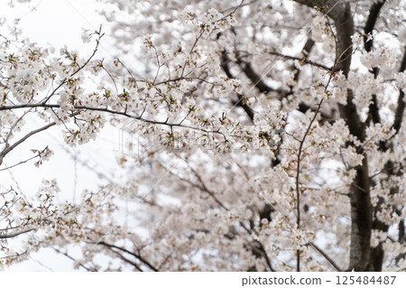 Cherry blossoms in full bloom and the arrival of spring② 125484487