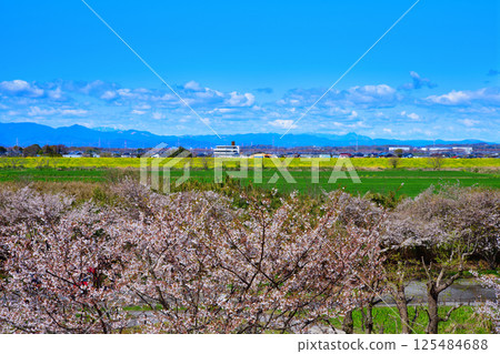 從北本市高尾櫻花公園眺望秩父山脈 125484688