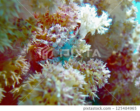 The sea crab that lives in the seaweed forest 125484965