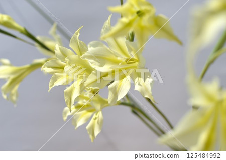Cream-colored spring-blooming gladiolus flowers Cream-colored spring-blooming gladiolus flowers 125484992