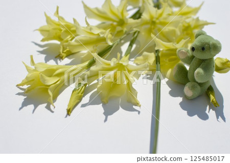 Bouquet of cream-colored spring-blooming gladioli with a teddy bear 125485017
