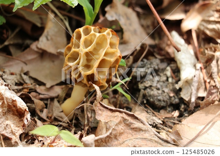 Amigasatake 125485026