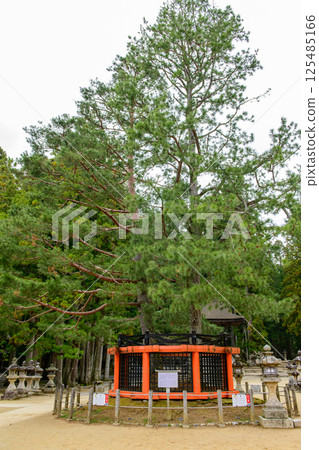 和歌山縣壇上伽藍、高野山、三光之松 125485166