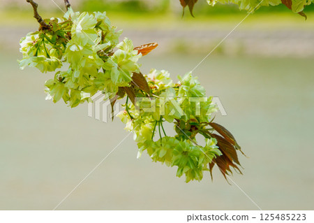 Oikouzakura blooming on the Mitoya River Oikouzakura blooming on the Mitoya River 125485223