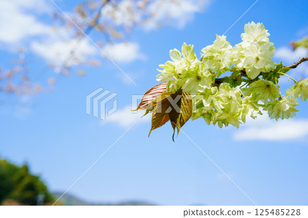 Goikyo cherry blossoms shining against the blue sky 125485228
