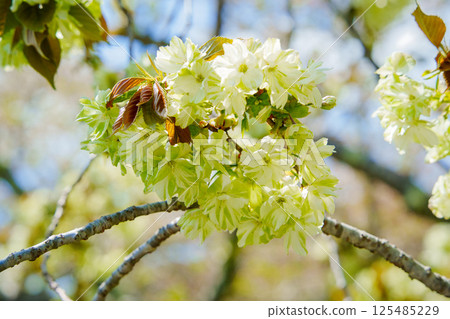 Gyoikou Sakura Gyoikou Sakura 125485229