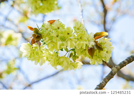 Gyoikou Sakura 125485231