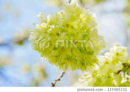 Gyoikou Sakura 125485232