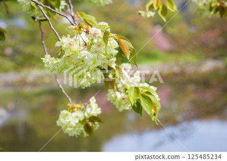 Oikouzakura blooming on the Mitoya River 125485234