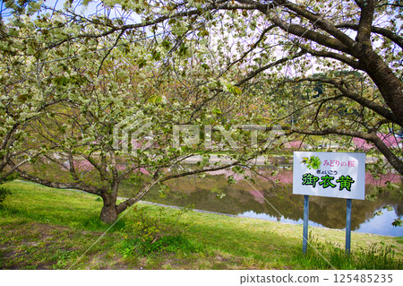 Oikouzakura blooming on the Mitoya River 125485235