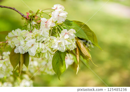 Gyoikou Sakura 125485236