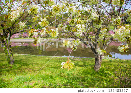 Oikouzakura blooming on the Mitoya River 125485237